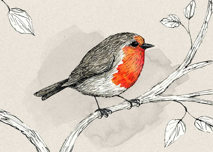 Robin pen and ink