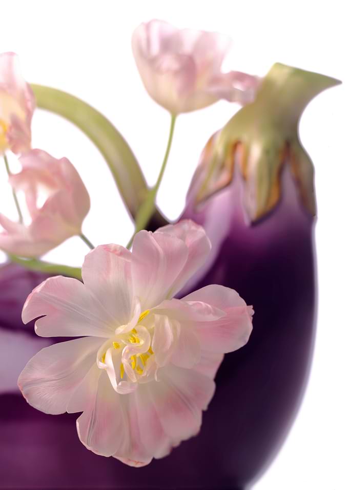 Tulips in Eggplant