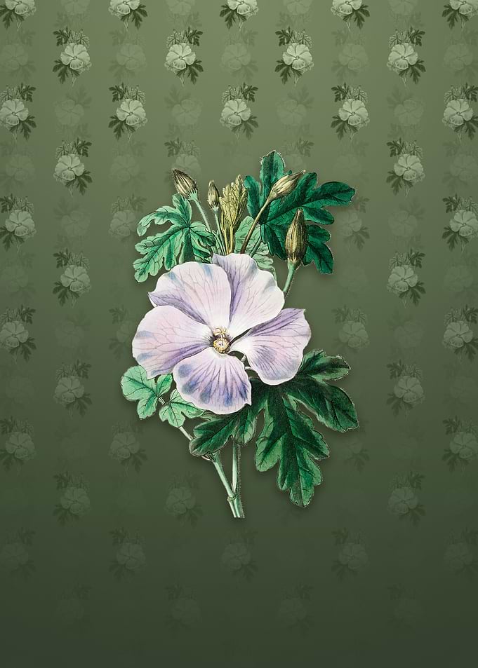 Wrays Hibiscus Flower