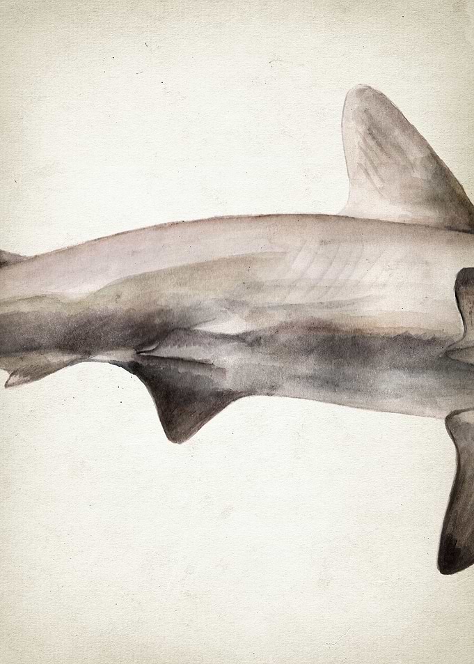 Hammerhead Shark Art Part