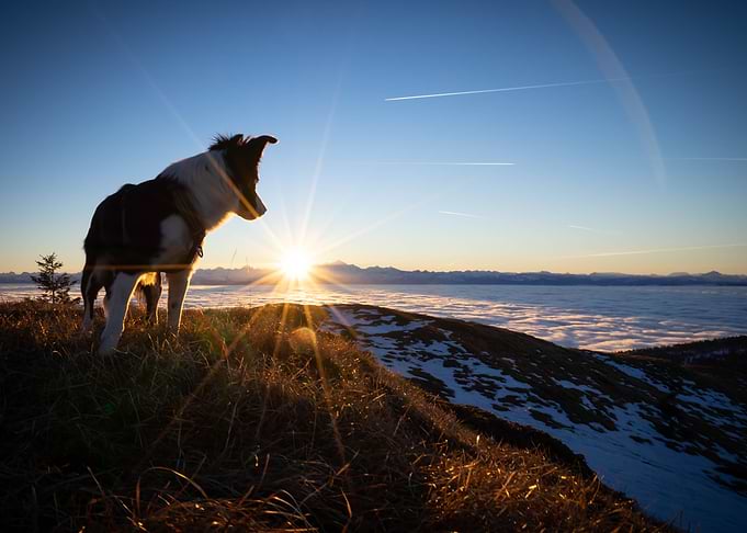 Morning light