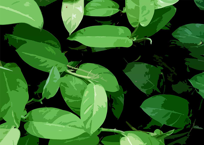 Leafs