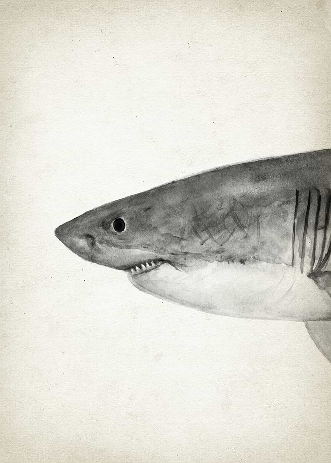 Great White Shark Part 1
