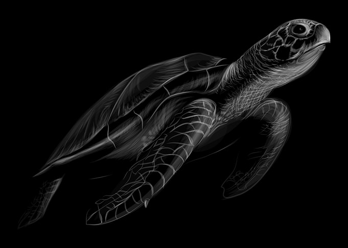 Big Sea Turtle