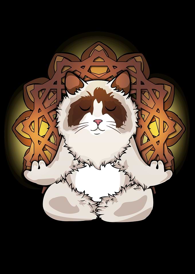 Ragdoll Cat Meditate Yoga