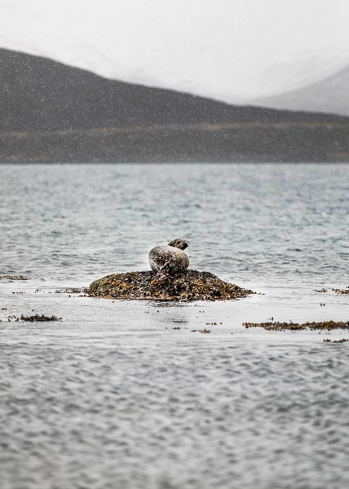 Seal in the sea