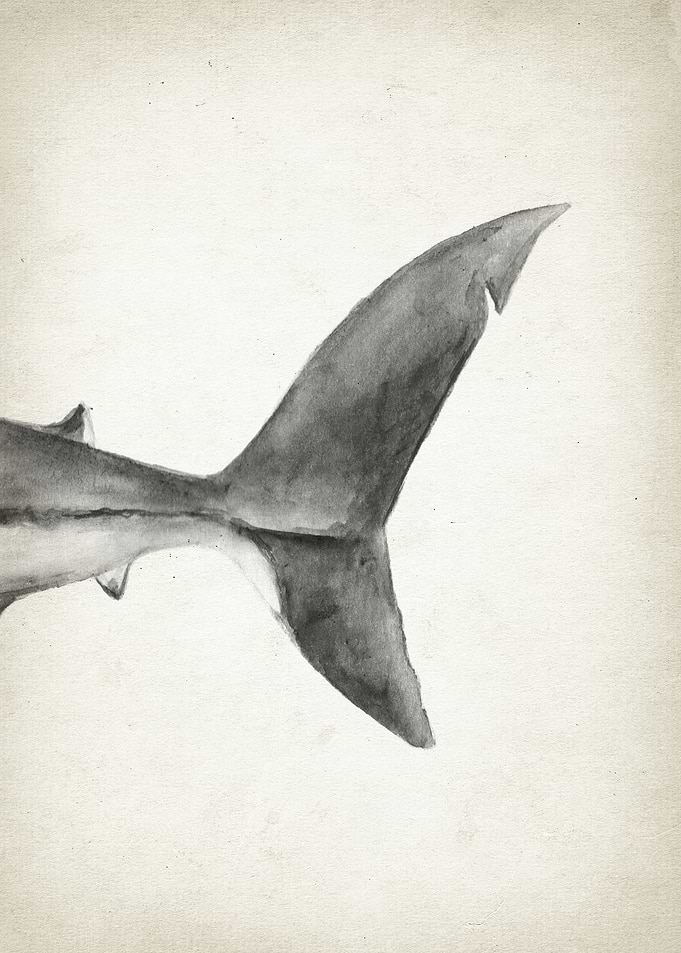 Great White Shark Part 3