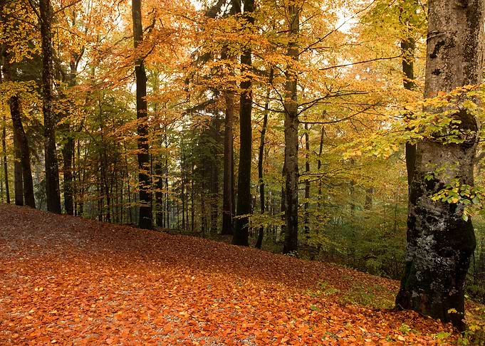 Forest Sunset Landscape
