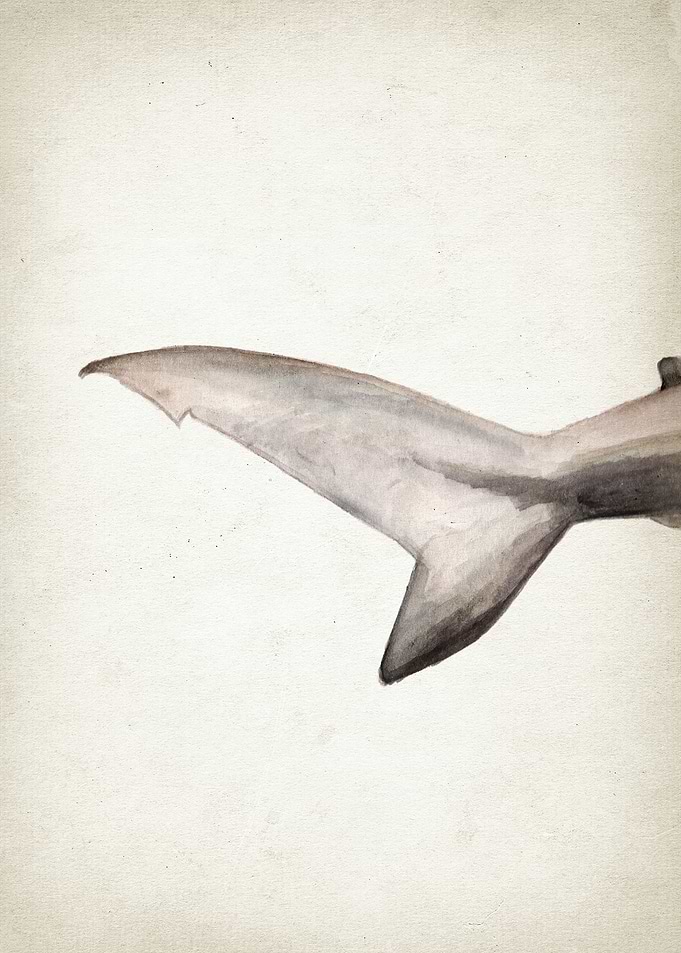 Hammerhead Shark Art Part