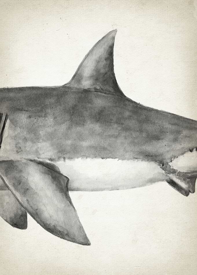 Great White Shark Part 2