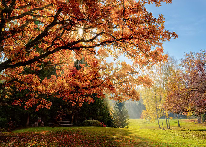 Forest Sunset Landscape