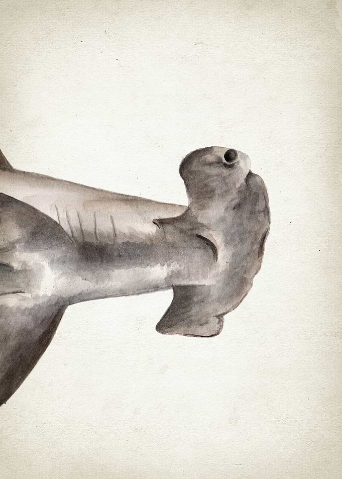 Hammerhead Shark Art Part