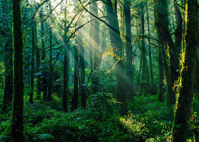 Forest Sunset Landscape