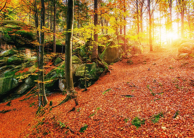 Forest Sunset Landscape