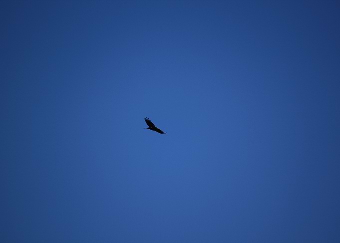 Eagle blue sky