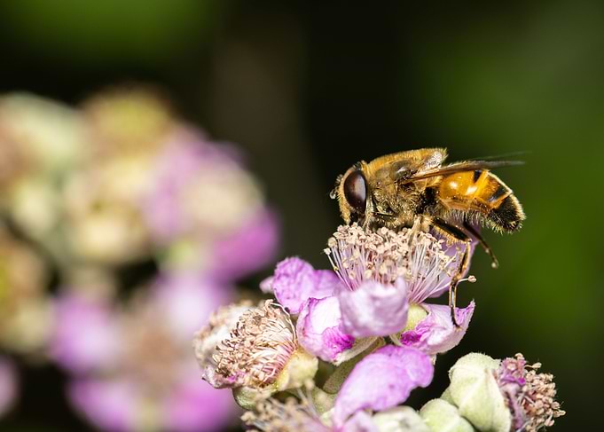 Macro of a bee