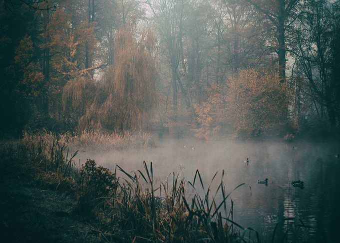 Mysterious morning in park