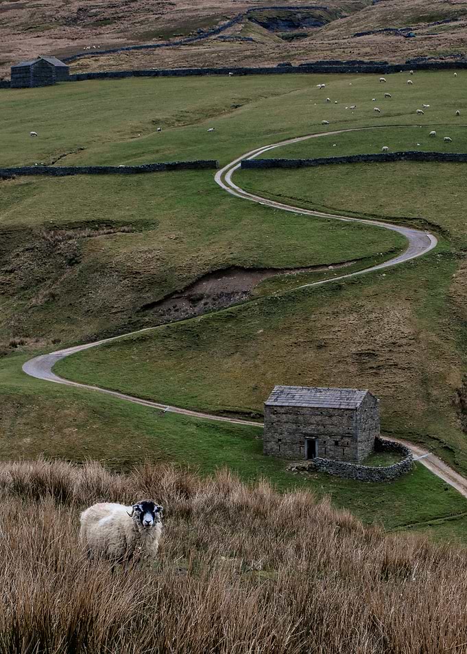 Yorkshire Dales Sheep