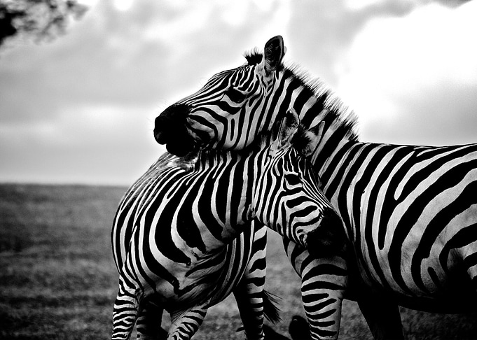 Two zebras