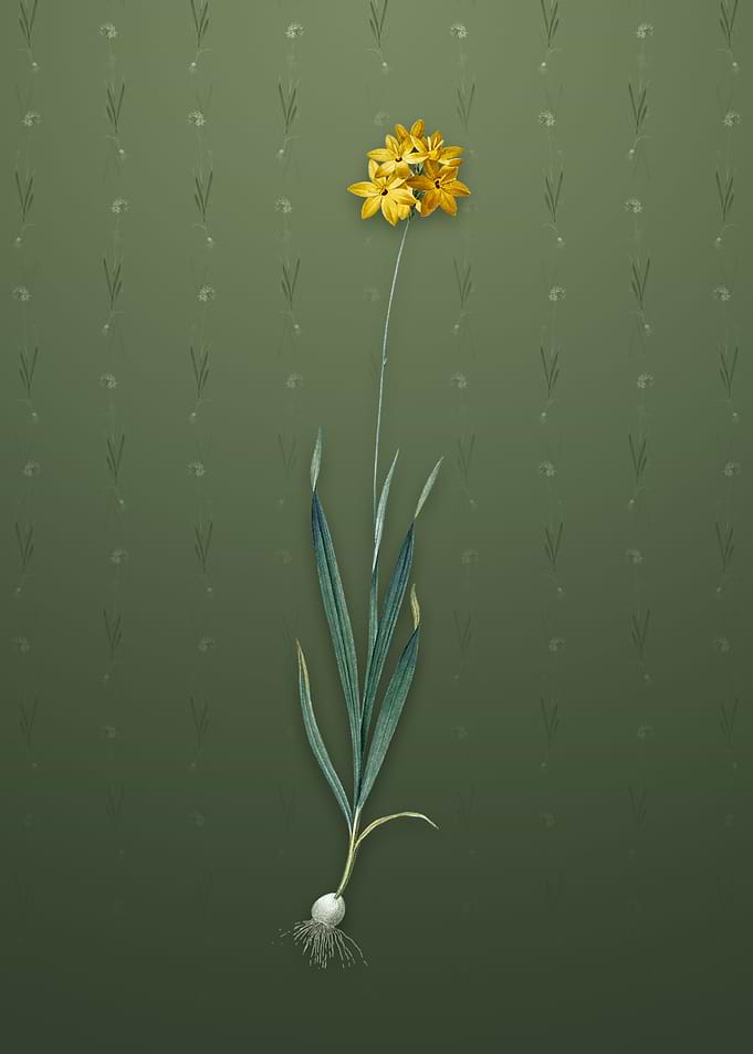 Vintage Orange Ixia