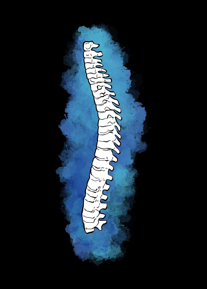 Chiropractic Spinal Cord
