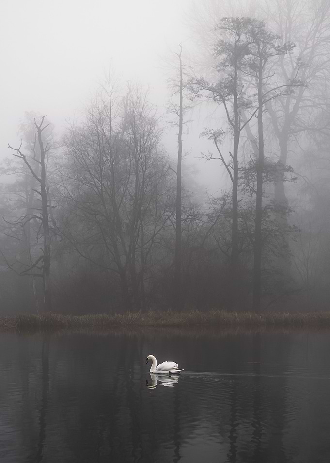 Swan Lake