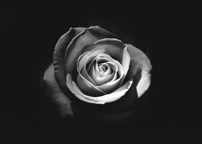 Black and White Rose