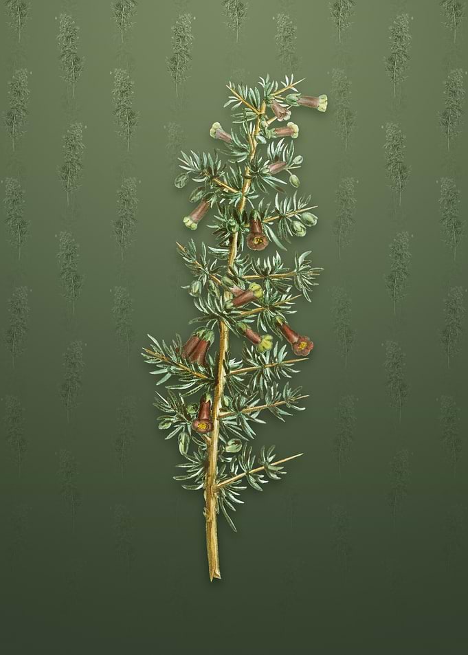 Vintage Kraal Honey Thorn