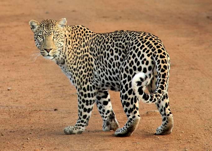 Leopard on a dirt track