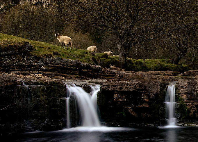 Sheep at Wain Wath Force