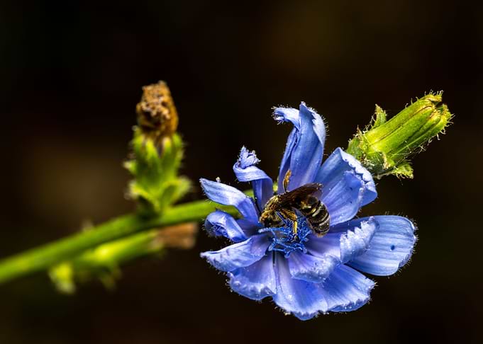 Macro of a bee