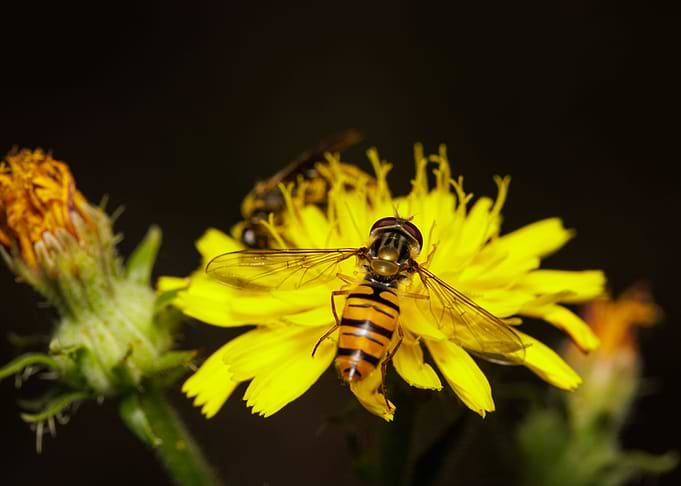 Macro of a bee