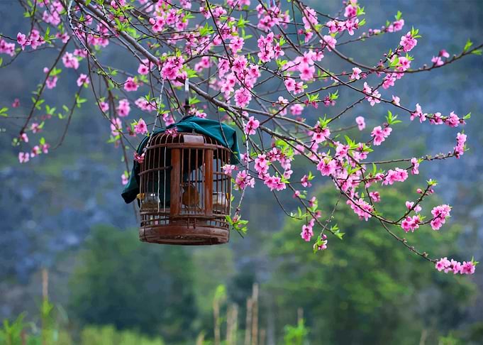 Japanese Sakura