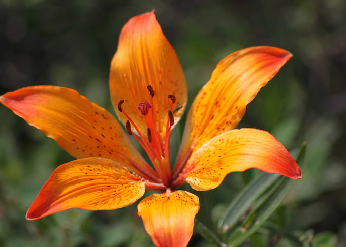 Orange montain flower