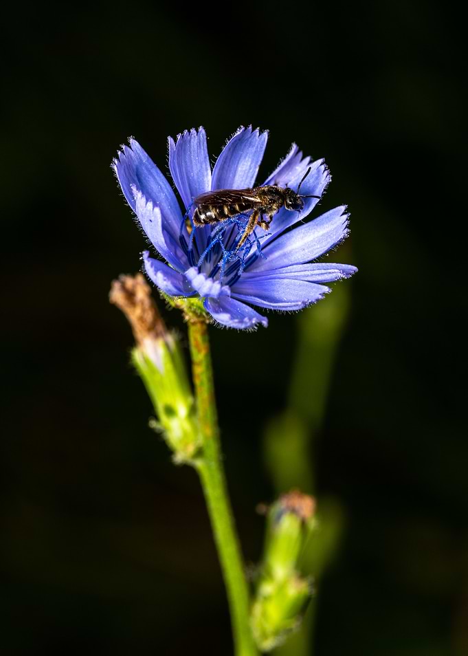 Macro of a bee