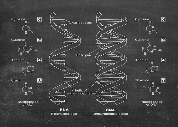 RNA DNA vintage black