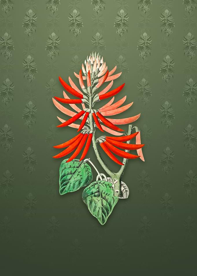 Naked Flowering Erythrina