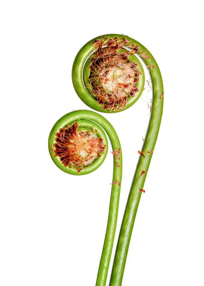 Matteuccia struthiopteris