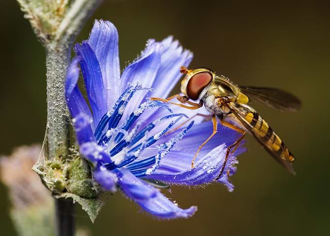 Macro of a bee