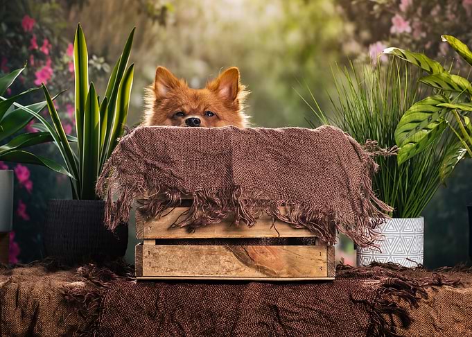 Puppy in a box
