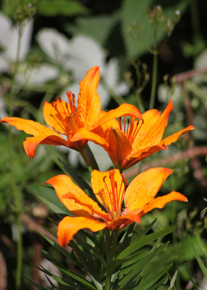 Orange montain flower