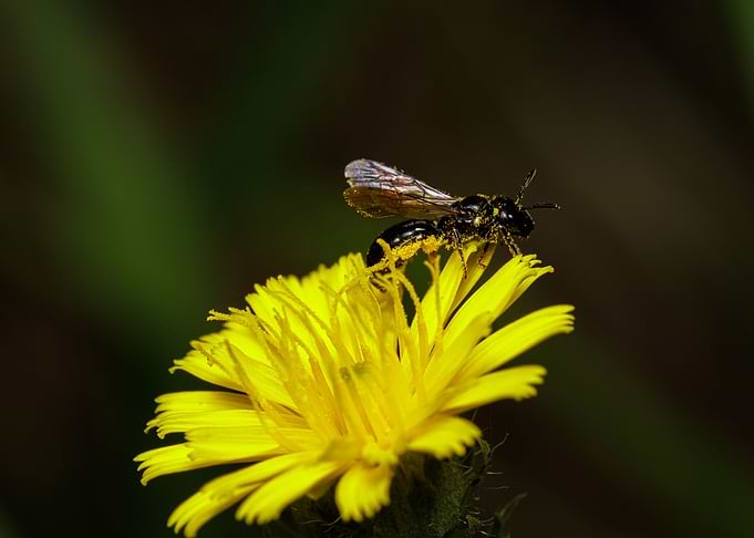 Macro of a bee