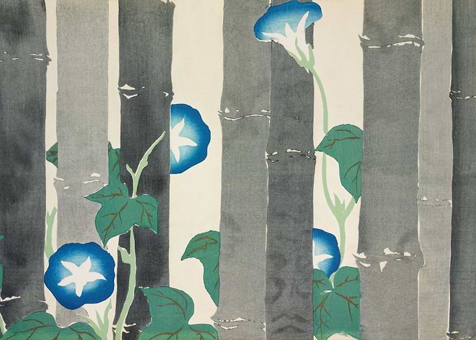 Morning glories Sekka