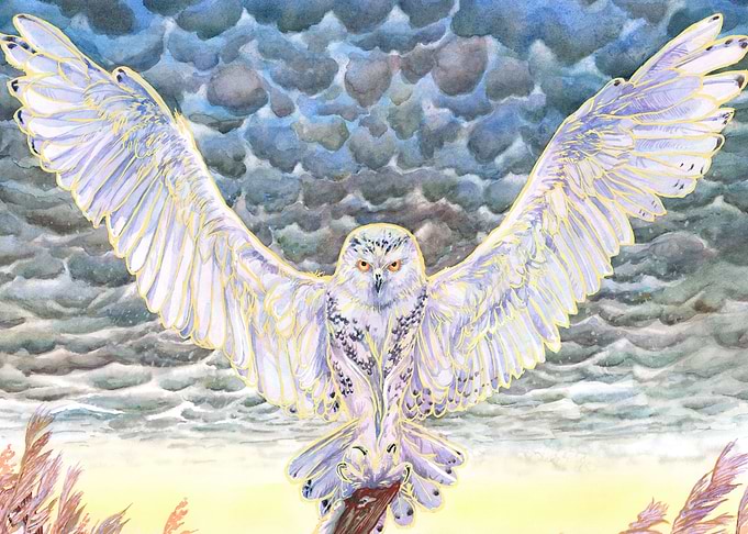 Snowy White Owl Mammatus