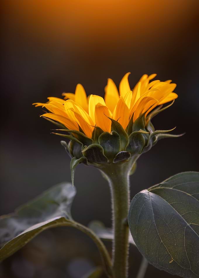 Sunflower field, macro
