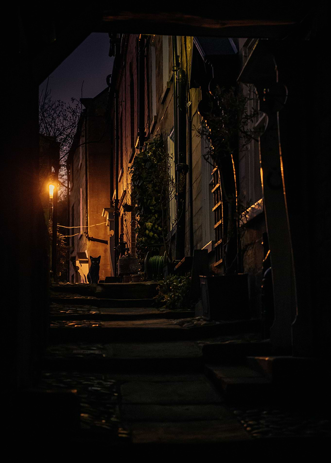 Alley Cat