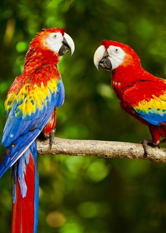 Scarlet Macaws