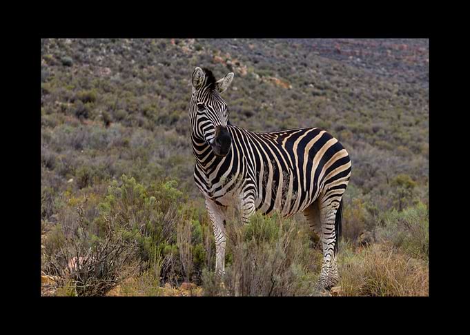 Zebra