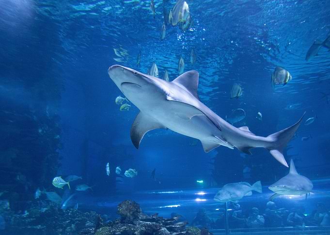 Shark Animal Sea