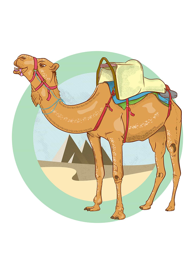 Camel in the desert
